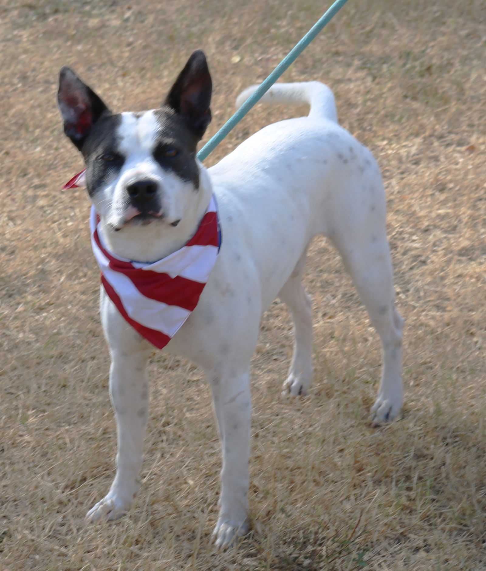 adoptable Dog in Everett, WA named Buddy