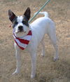 adoptable Dog in , VT named Buddy