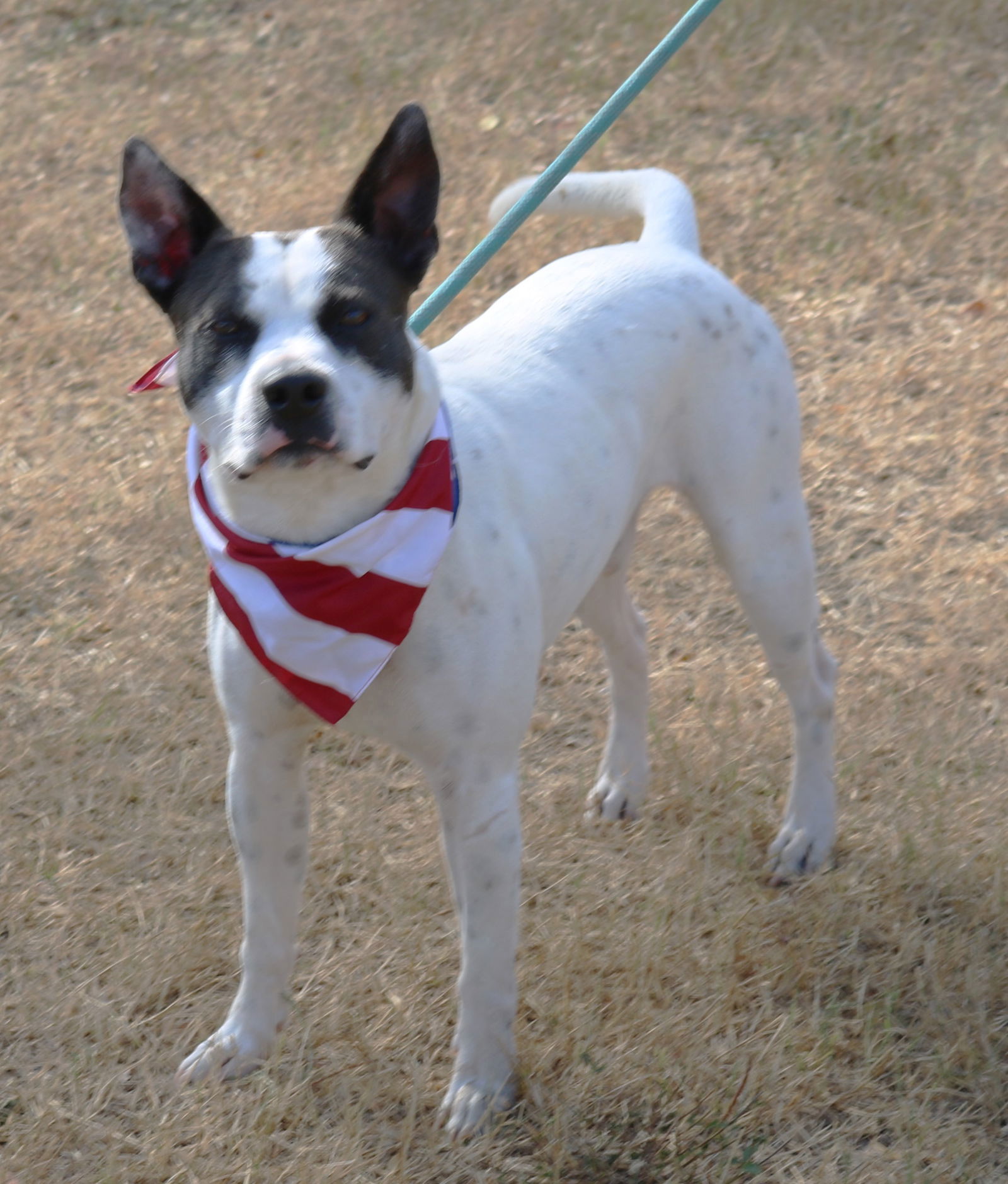 adoptable Dog in Minneapolis, MN named Buddy