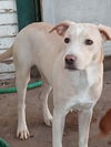 adoptable Dog in Everett, WA named Lavender