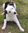 adoptable Dog in  named Bear