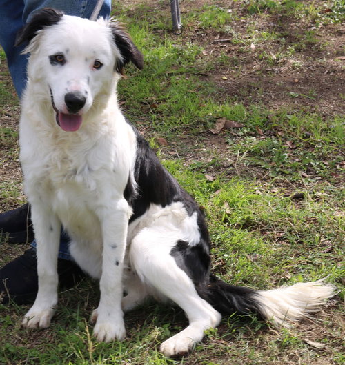 BEAR - Border Collie / Labrador Retriever available for adoption