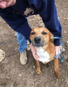 adoptable Dog in Everett, WA named Orion