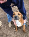 adoptable Dog in minneapolis, MN named Orion