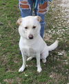 adoptable Dog in  named Blonde Daisey
