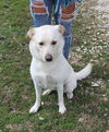 adoptable Dog in minneapolis, MN named Blonde Daisey