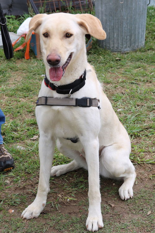 picture of the dog needing adoption