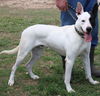 adoptable Dog in , VT named Jinx