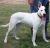 adoptable Dog in  named Jinx