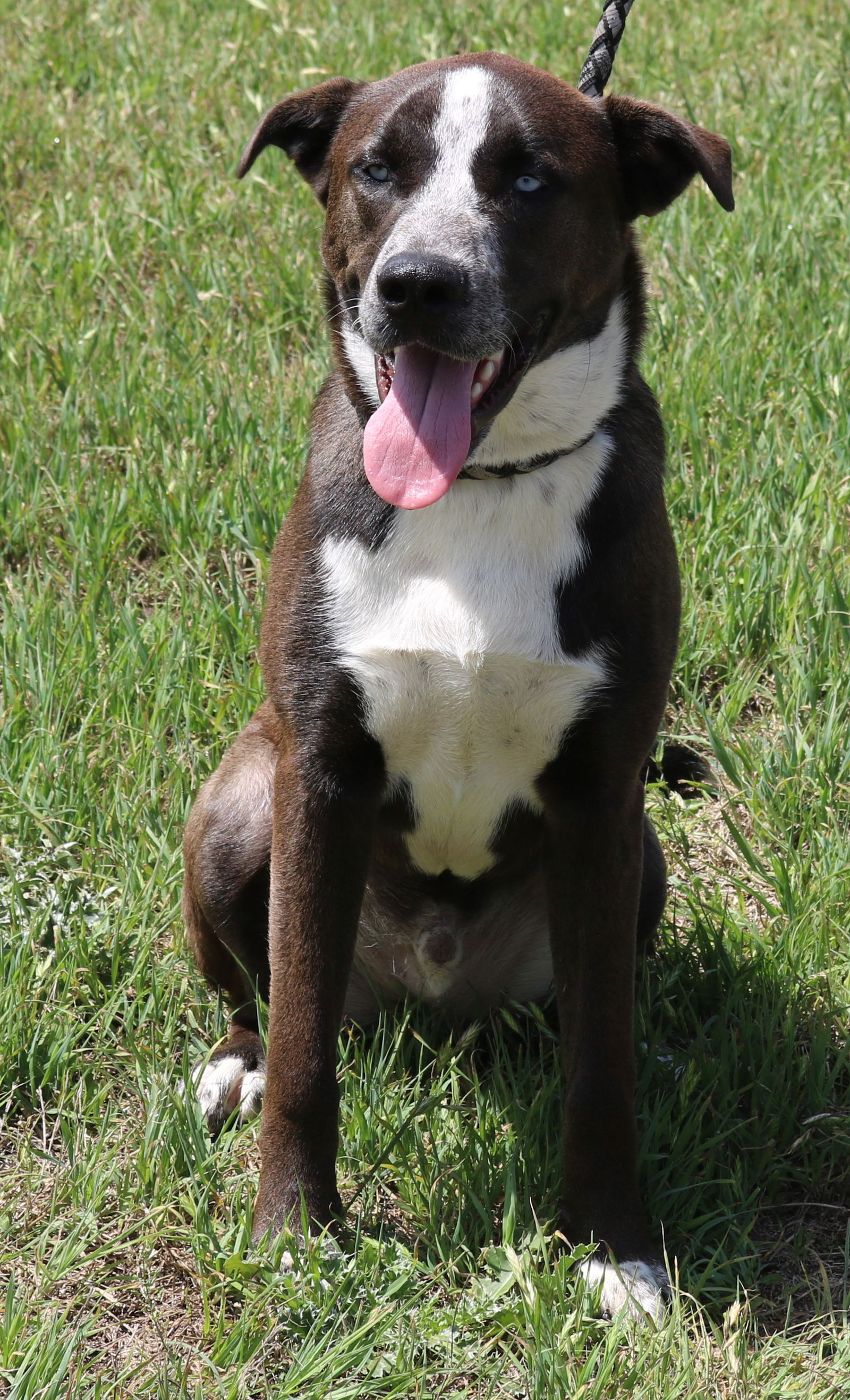 adoptable Dog in Everett, WA named Duke