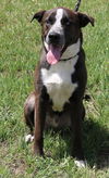 adoptable Dog in , VT named Duke