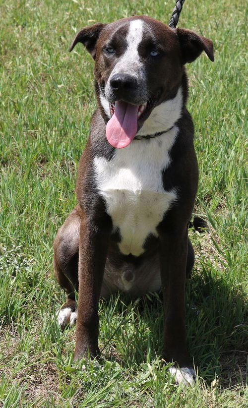 picture of the dog needing adoption