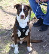 adoptable Dog in , VT named Wickett