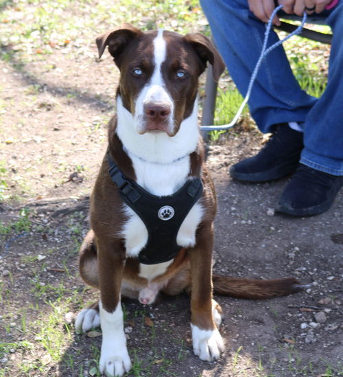 picture of the dog needing adoption