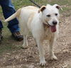 adoptable Dog in  named Jazz