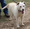 adoptable Dog in , VT named Jazz