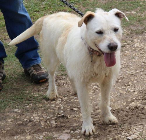 picture of the dog needing adoption