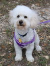 adoptable Dog in , VT named Bixby