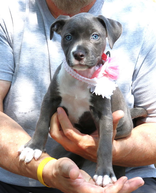 GINGER - Pit Bull Terrier available for adoption