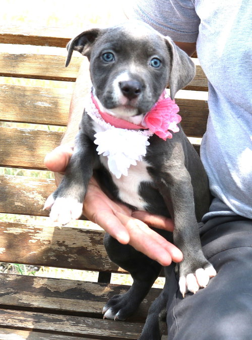 picture of the dog needing adoption