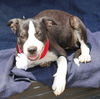 adoptable Dog in Brattleboro, VT named Emmy Lou