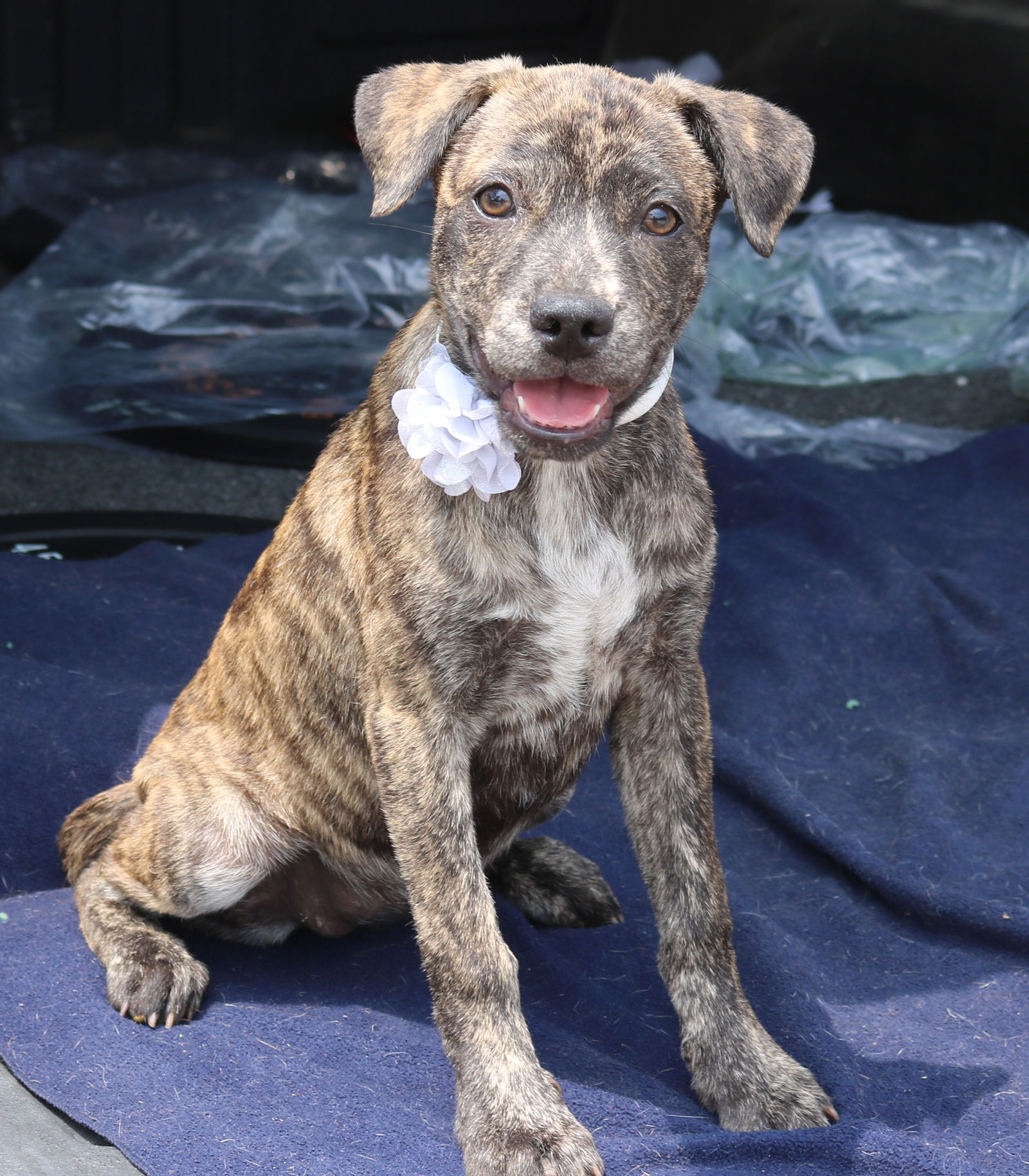 adoptable Dog in Everett, WA named Gwennie