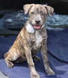 adoptable Dog in Everett, WA named Gwennie
