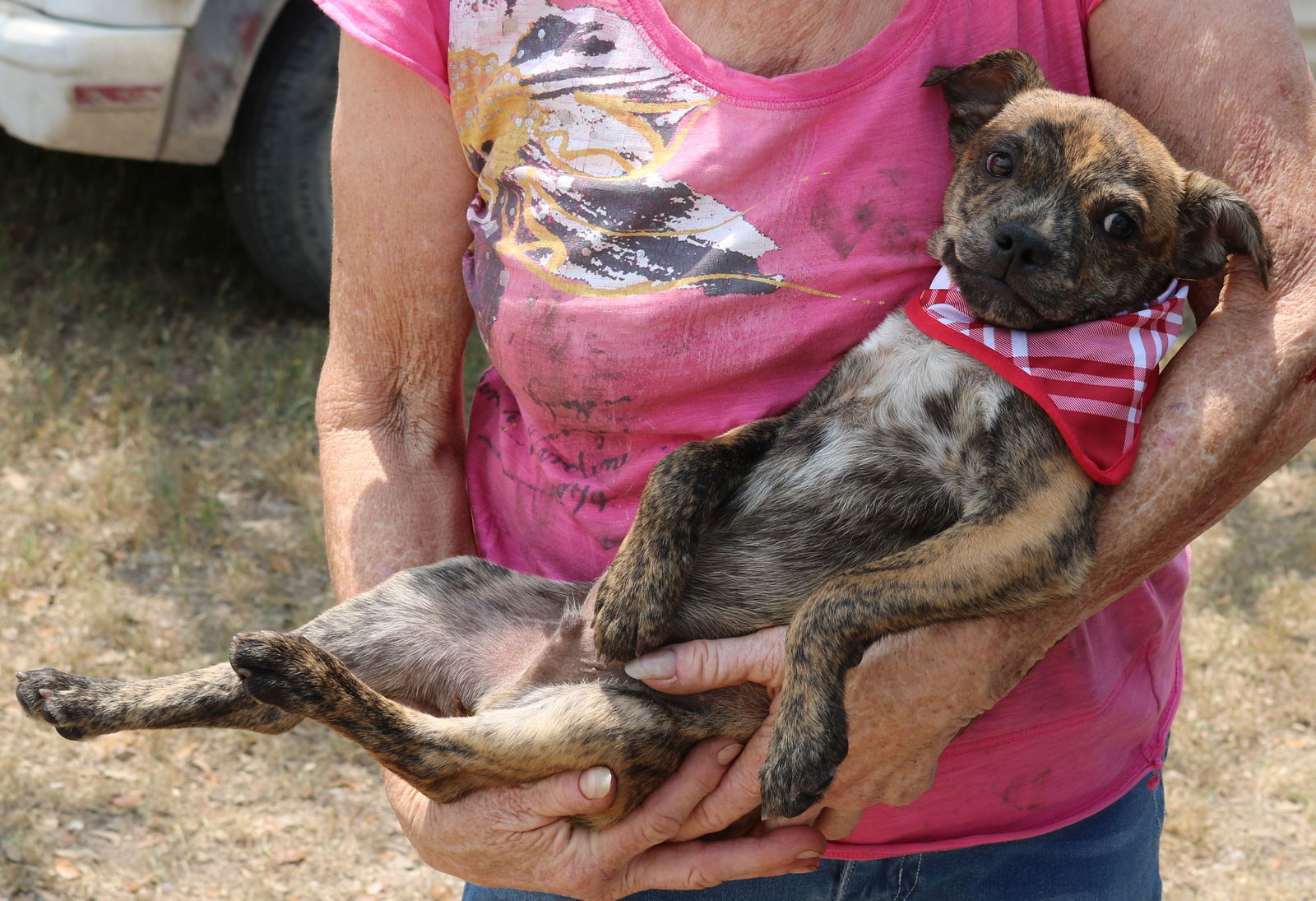 adoptable Dog in Rocky Hill, CT named Mattie