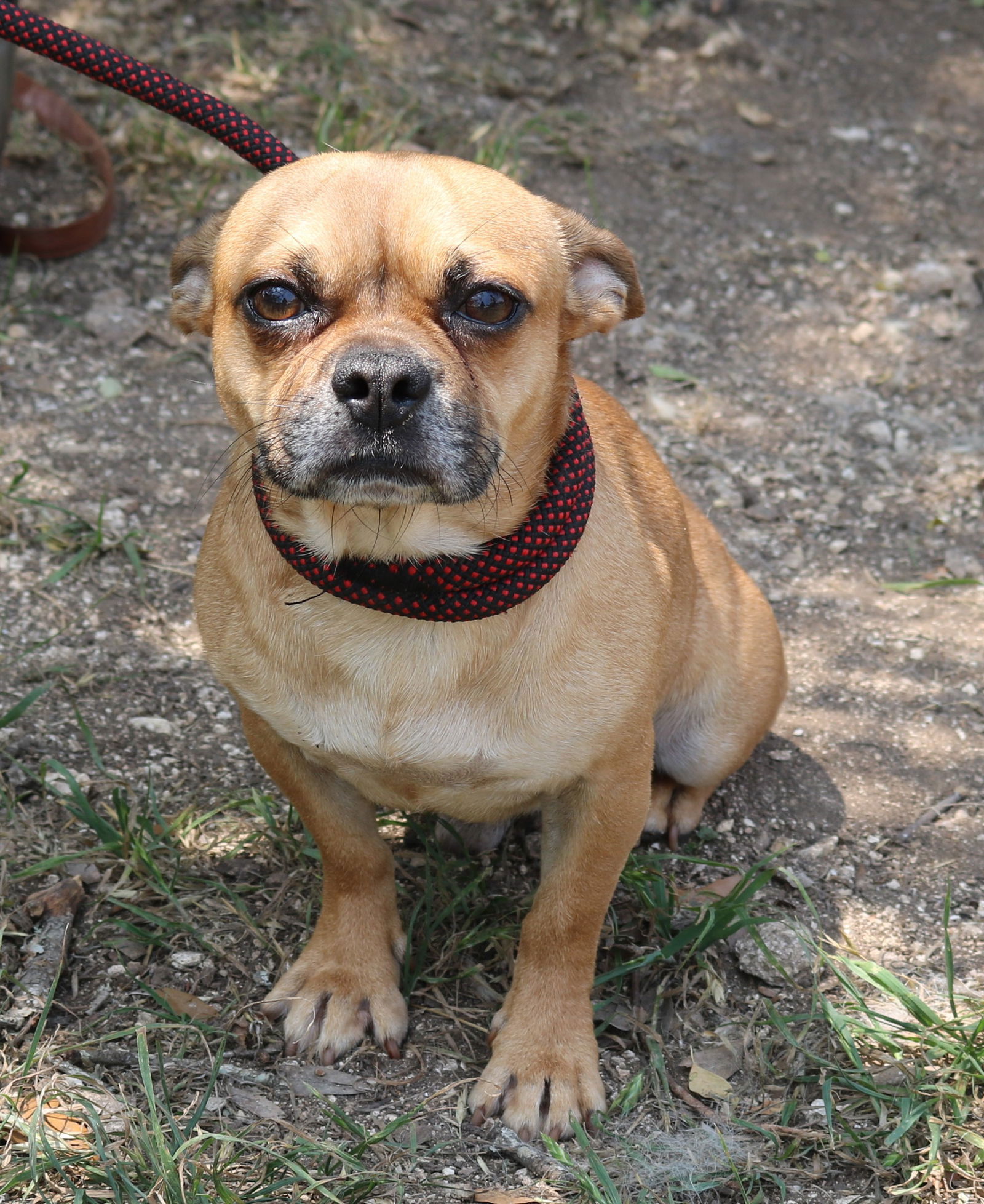 adoptable Dog in Rocky Hill, CT named Chichi