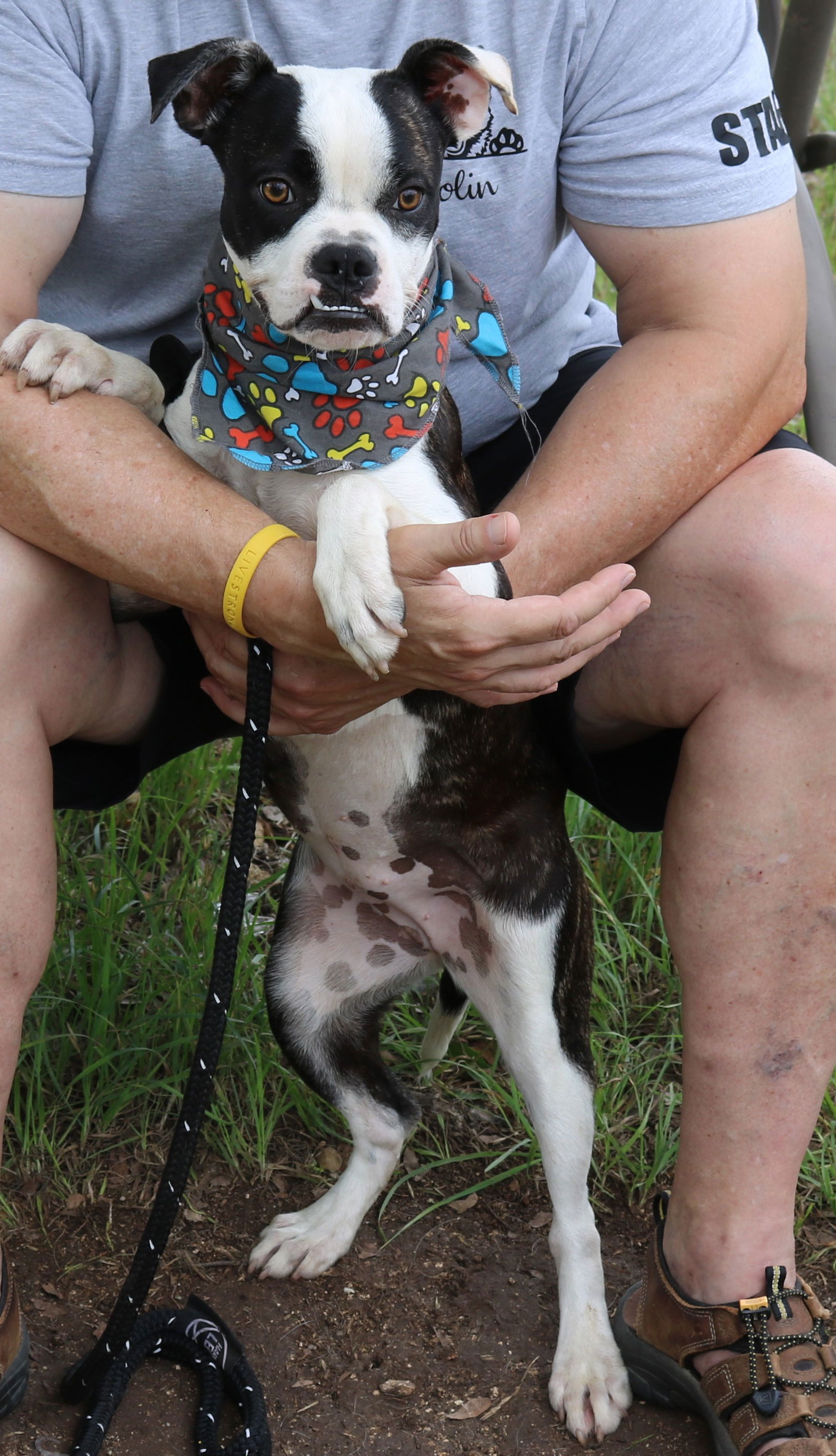 adoptable Dog in Rocky Hill, CT named Teatea