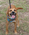 adoptable Dog in , CT named Apollo