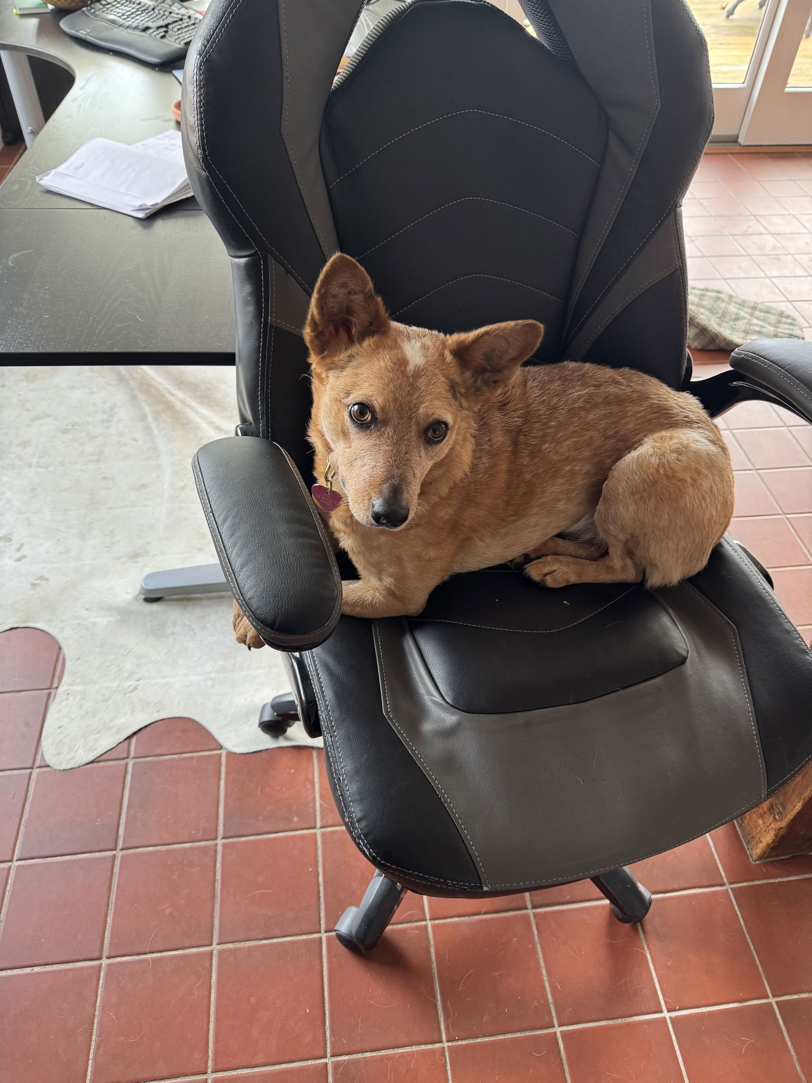 adoptable Dog in Rocky Hill, CT named Ana