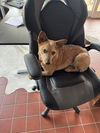 adoptable Dog in  named Ana