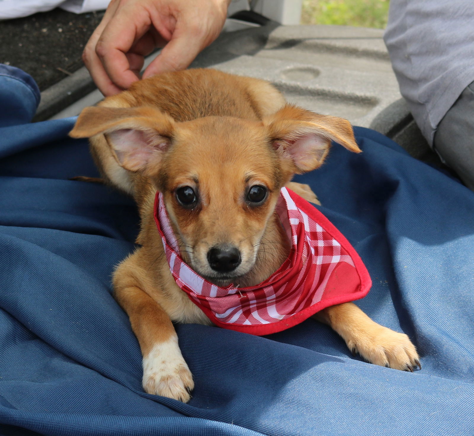 adoptable Dog in Rocky Hill, CT named Chestnut