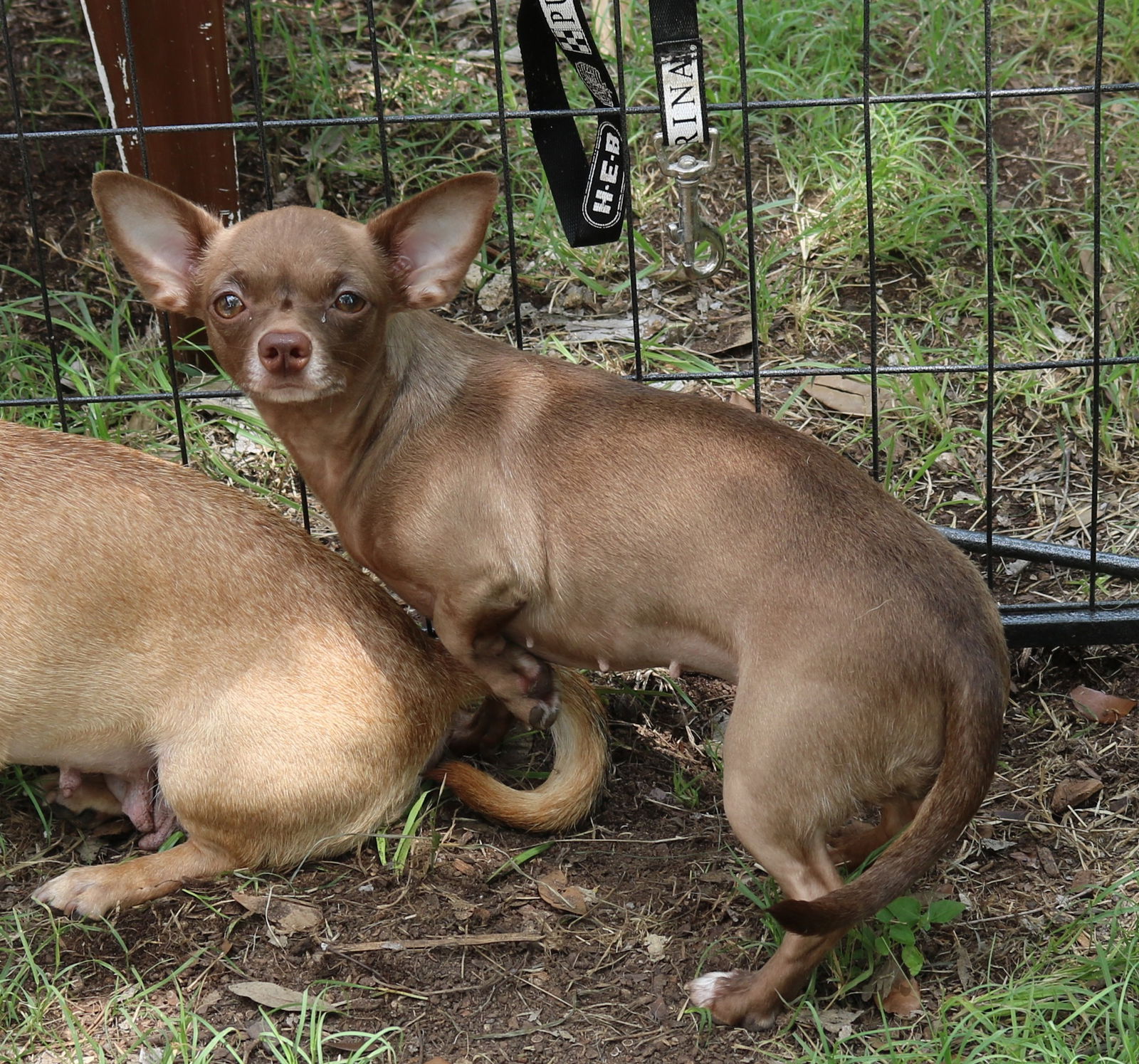 adoptable Dog in Everett, WA named Minnie