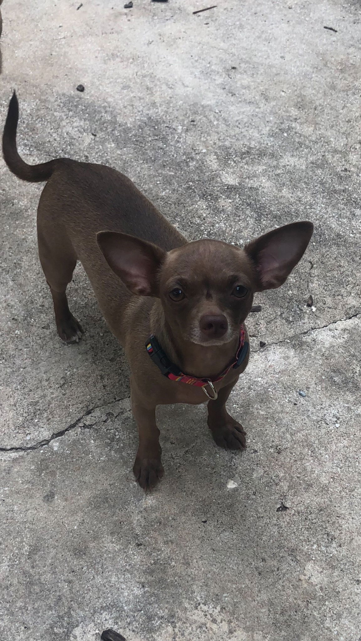 adoptable Dog in San Antonio, TX named Minnie