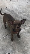 adoptable Dog in  named Minnie
