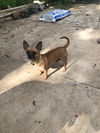 adoptable Dog in  named Missy