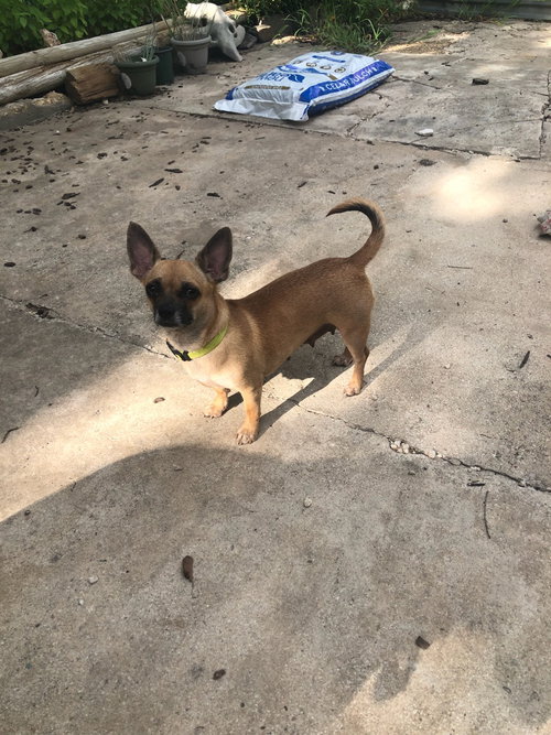 picture of the dog needing adoption