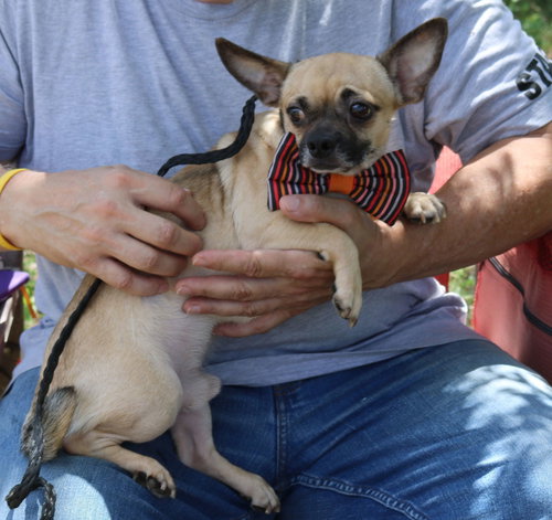 picture of the dog needing adoption