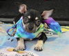 adoptable Dog in  named Scooter