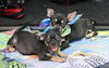 adoptable Dog in  named Bubbles