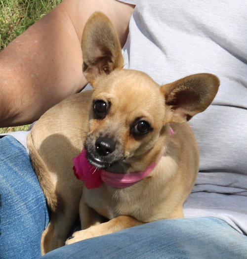 picture of the dog needing adoption
