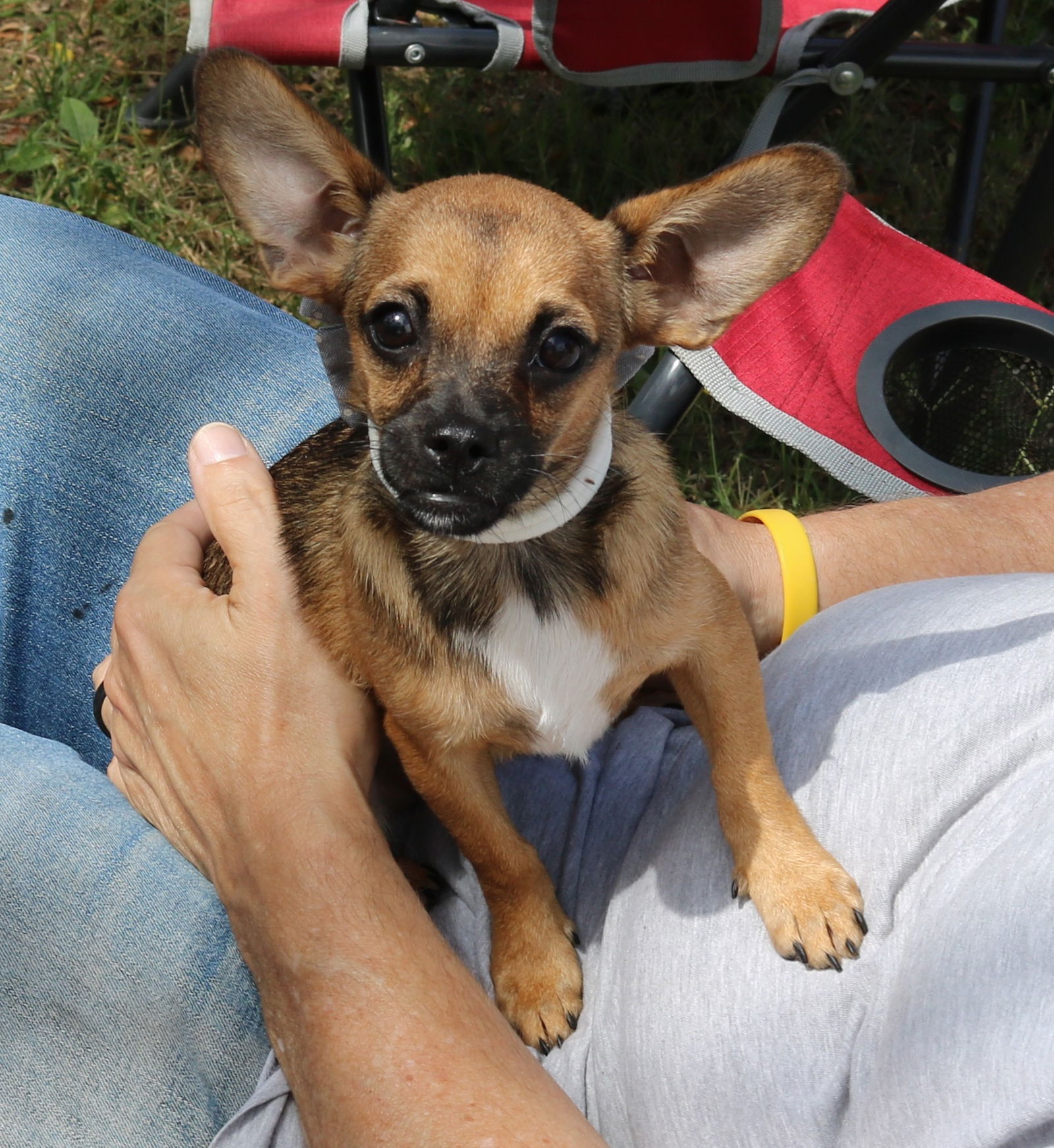 adoptable Dog in Everett, WA named Sunshine