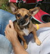 adoptable Dog in  named Sunshine
