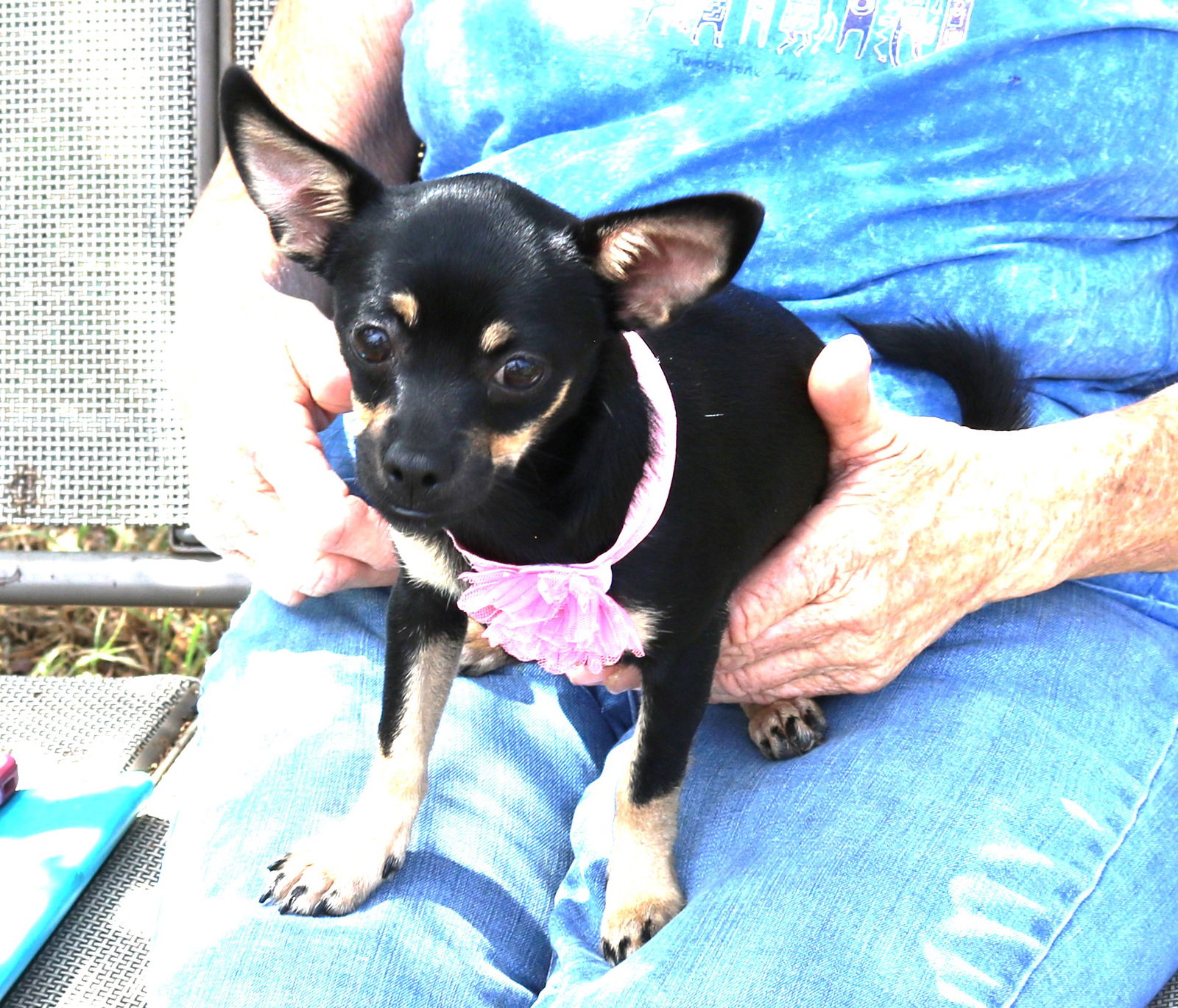 adoptable Dog in Everett, WA named Suzie