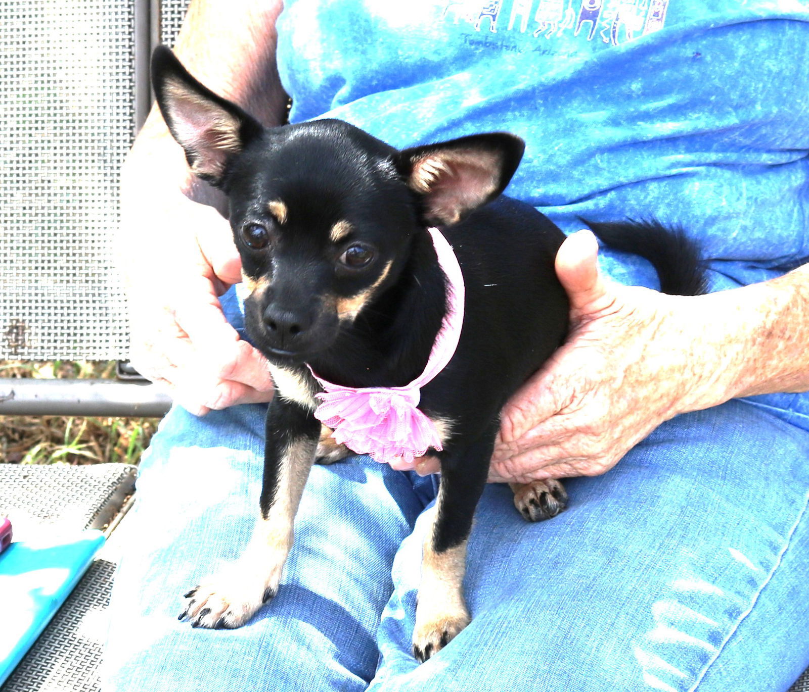 adoptable Dog in Brattleboro, VT named Suzie