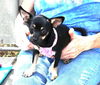 adoptable Dog in  named Suzie