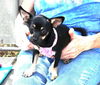 adoptable Dog in  named Suzie