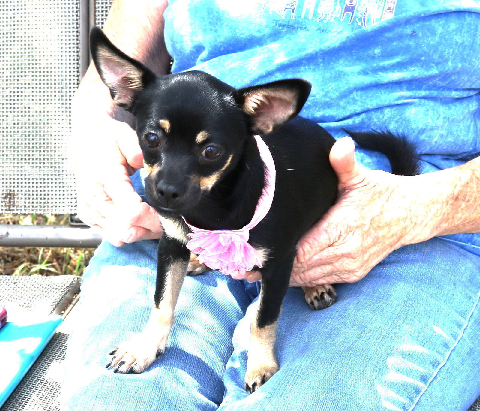 adoptable Dog in Rocky Hill, CT named Suzie